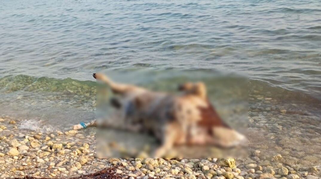 Λευκάδα: Νεκρές αγελάδες ξέβρασε η θάλασσα σε παραλίες - Τι αναφέρουν οι πρώτες πληροφορίες