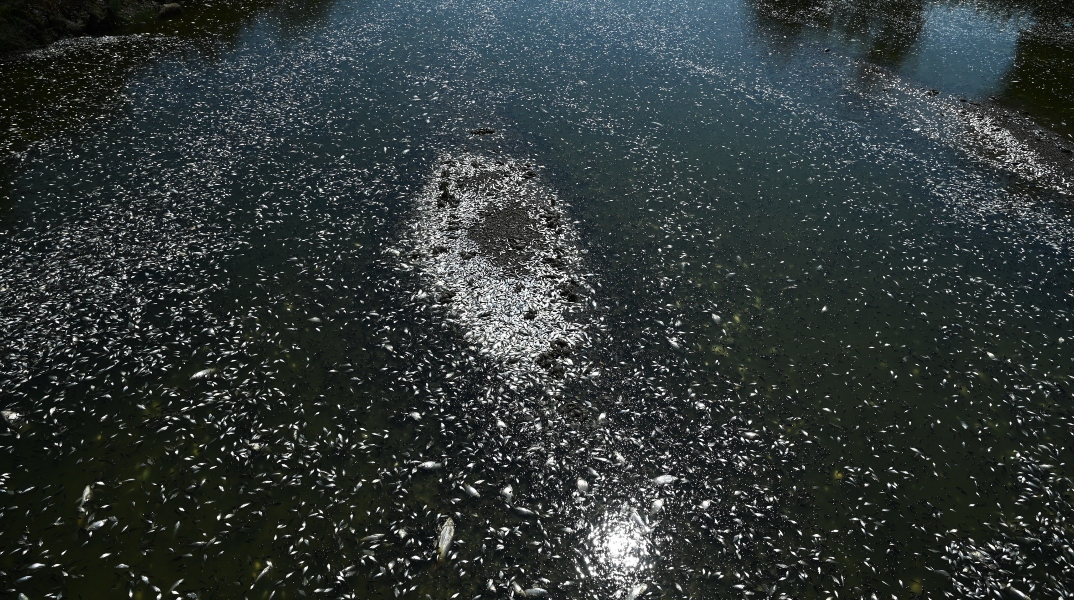 Νεκρά ψάρια στον Βόλο: Η περιβαλλοντική καταστροφή και οι κίνδυνοι