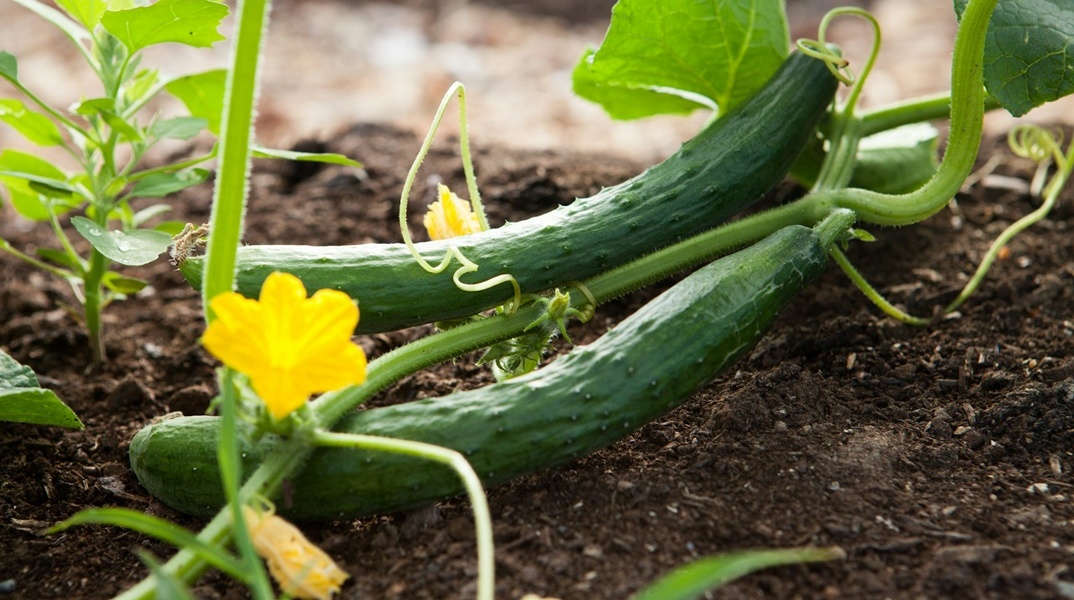 Αγγούρια στο χωράφι πριν κοπούν