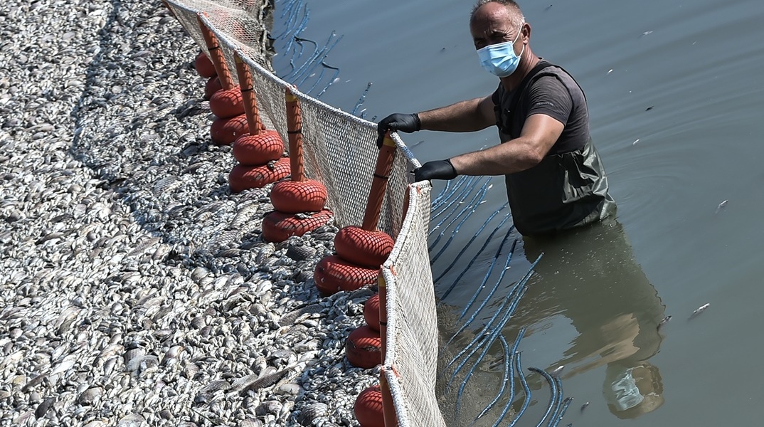 Νεκρά ψάρια στον Βόλο