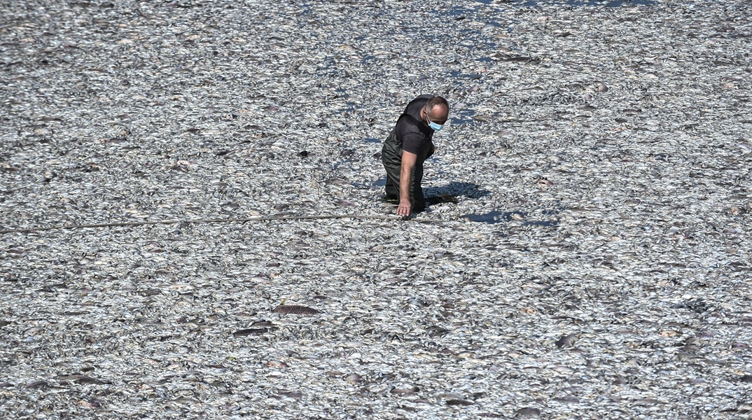 Νεκρά ψάρια στον Παγασητικό
