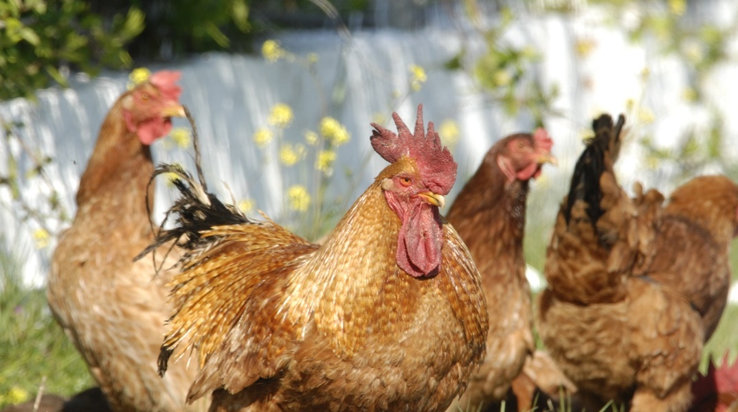 Κότες και κόκορας