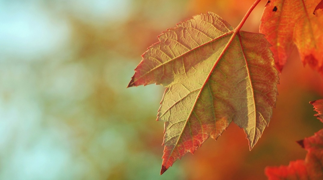 Φύλλα δέντρου που συναντάμε το Φθινόπωρο