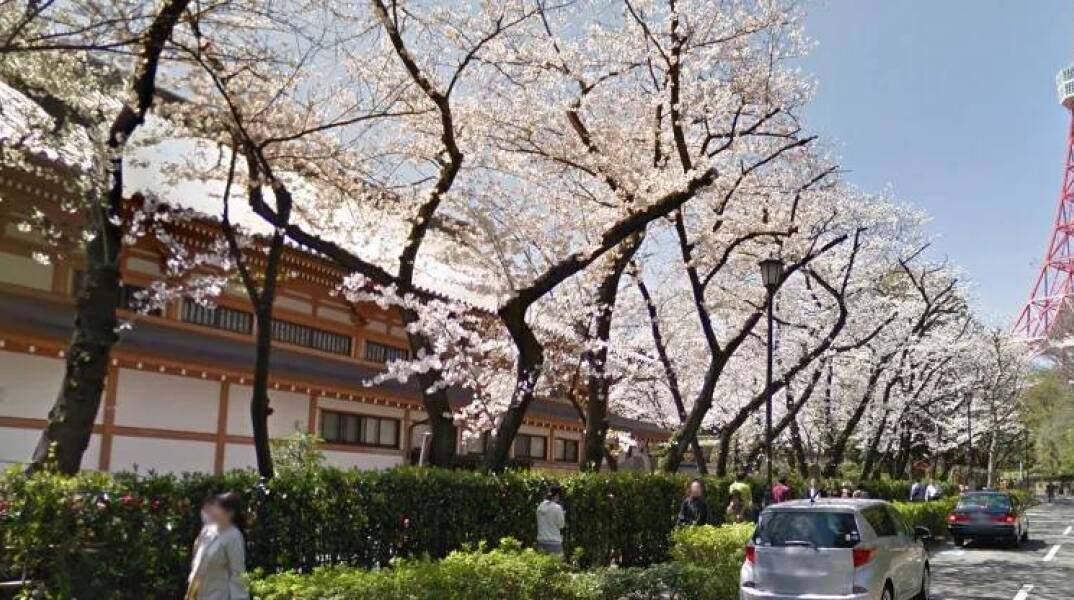 Ανθισμένες κερασιές στο Τόκιο © Google Street View