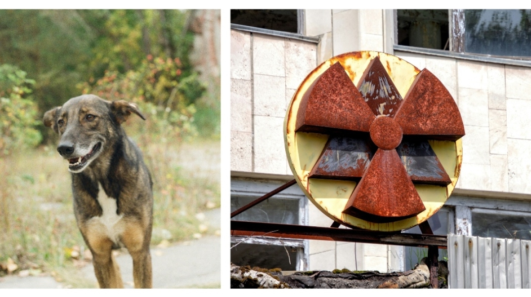 Τι συμβαίνει με τα σκυλιά του Τσερνόμπιλ 