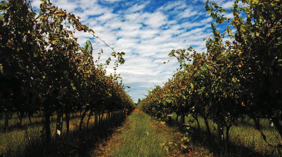 Winery Monsieur Nicolas