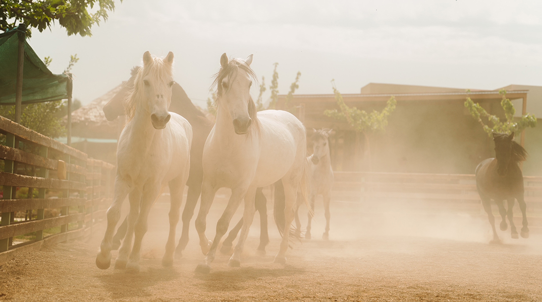 Χριστούγεννα στη φάρμα Άμπελος Βοχαϊκού… φυσικά!