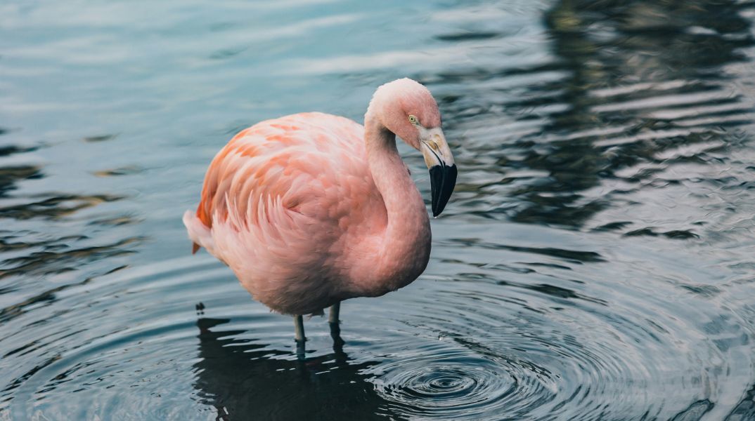 Λίμνη Κάρλα: Κυνηγός σκότωσε φλαμίνγκο με 5 σφαίρες - Το σημάδευε ως στόχο