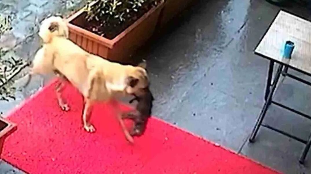 untitled_design_-_2025-01-17t171119_065