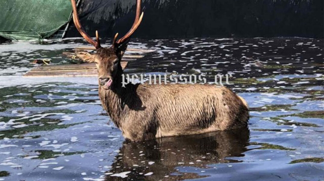 Ελάφι έπεσε σε στέρνα στην Τανάγρα - Επιχείρηση διάσωσης από την Πυροσβεστική 