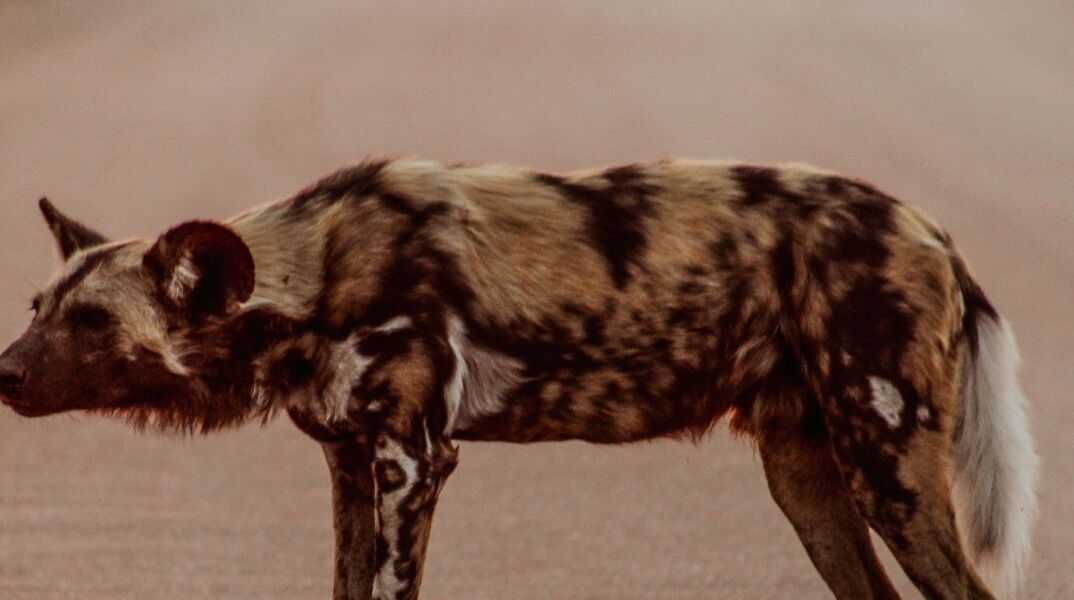 untitled_design_-_2025-02-01t200704_873