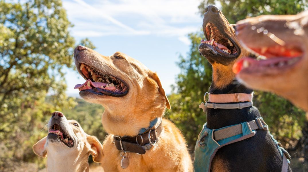 Μπορούν οι σκύλοι να προβλέψουν τους σεισμούς; αυτό που συμβαίνει στη Σαντορίνη 