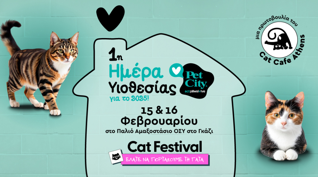 2025_02_10_cat_festival_p1