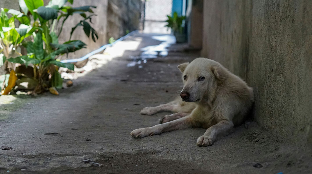 Υπάρχουν 430 εκατομμύρια αδέσποτα στον κόσμο Υπάρχουν 430 εκατομμύρια αδέσποτα στον κόσμο
