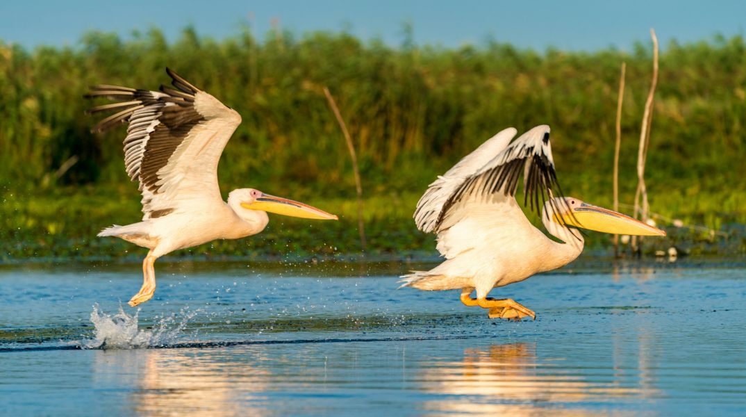 Φλώρινα: Κρούσματα της γρίπης των πτηνών σε δύο λίμνες - Νεκροί 10 αργυροπελεκάνοι