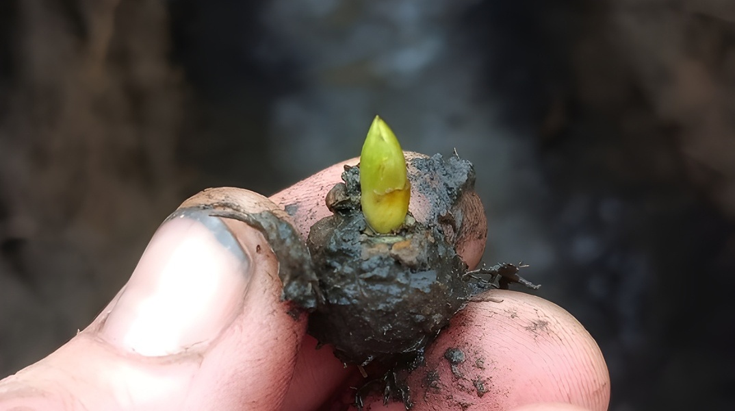 Χέρι που κρατά ένα κλωνάρι - Σύμβολο ελπίδας