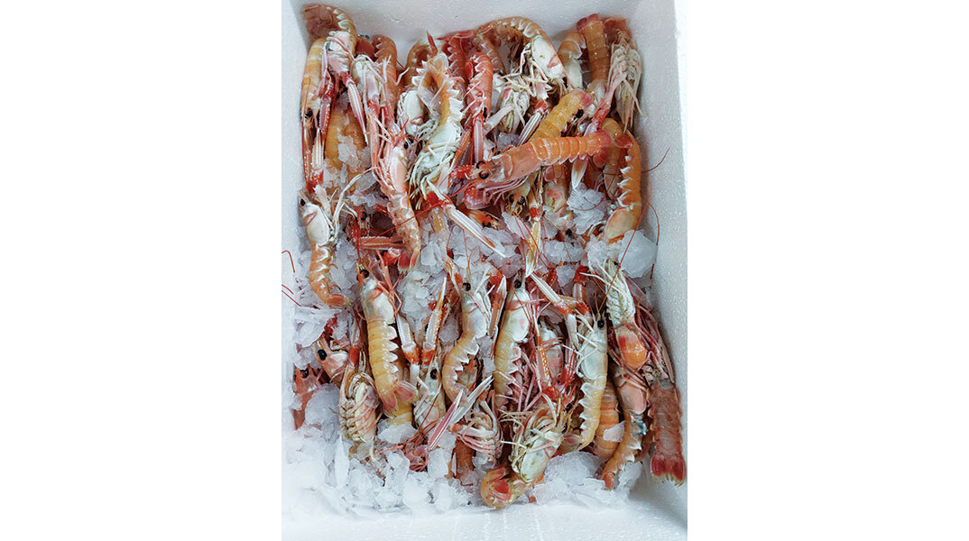 Ψ...art με Θέα: Γεύσεις με άρωμα θάλασσας στην Καστέλα