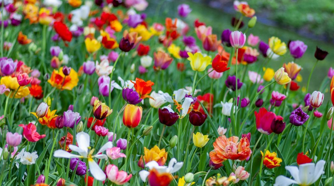 Εορτολόγιο: Σήμερα, 8 Μαρτίου 2025, γιορτάζει…