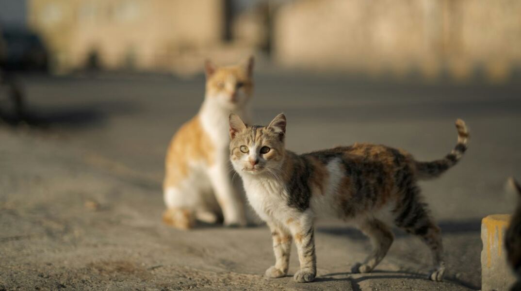 Συνταξιούχος αστυνομικός αυτός που δηλητηρίασε και σκότωσε γάτες στη Θεσσαλονίκη