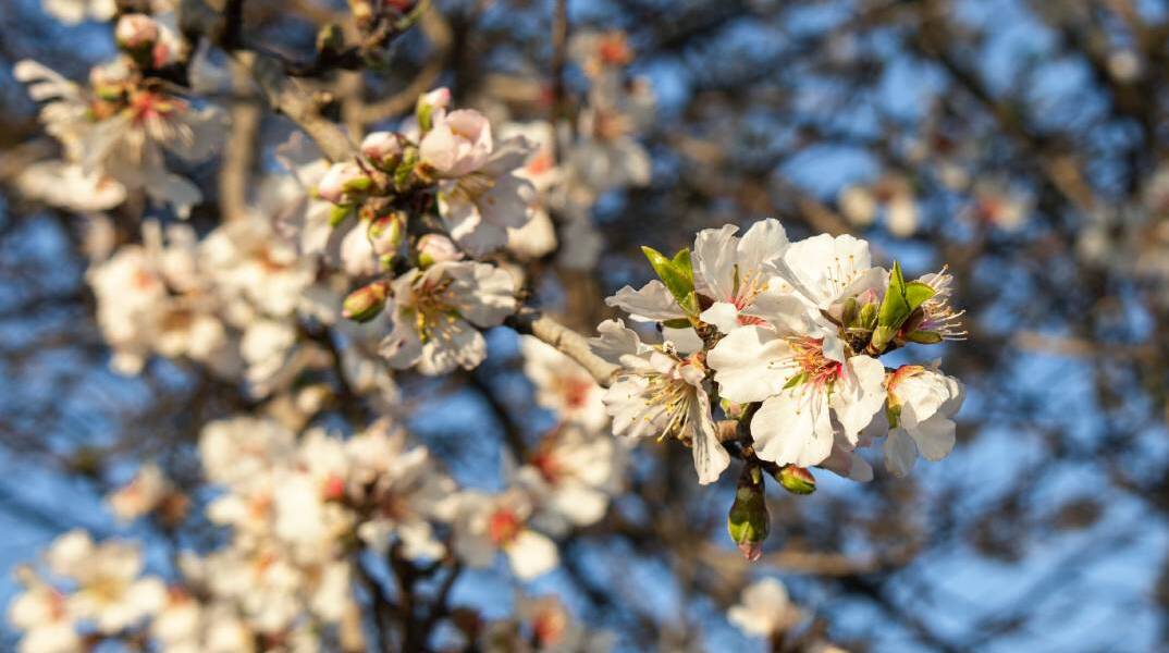 Μάρτης γδάρτης