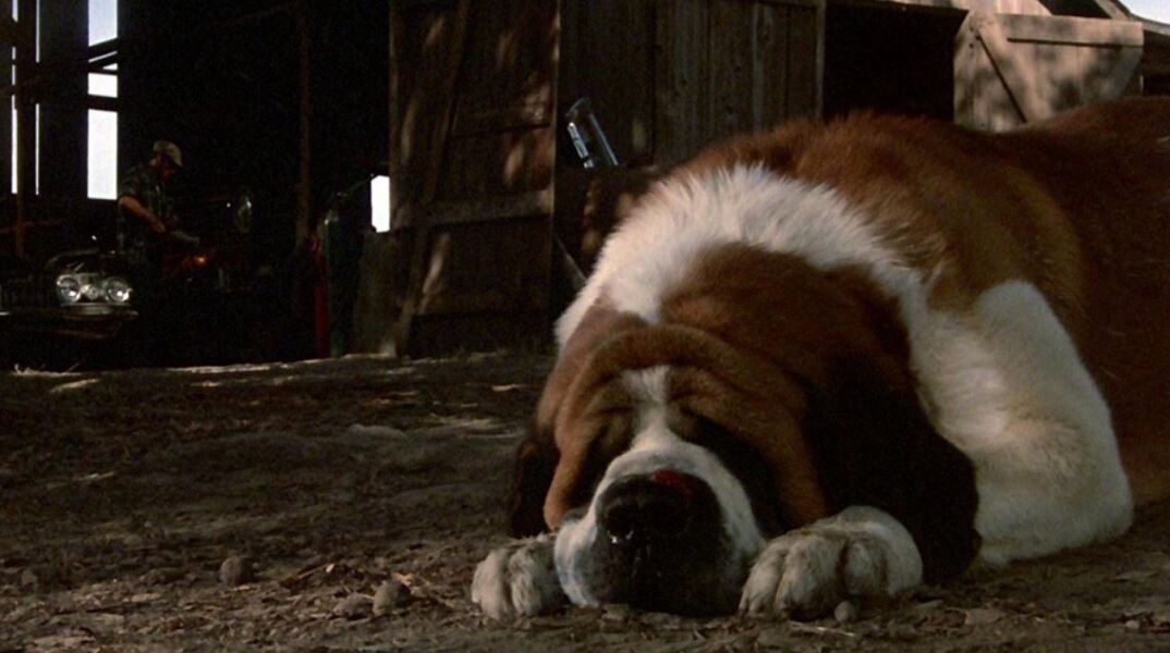 cujo1