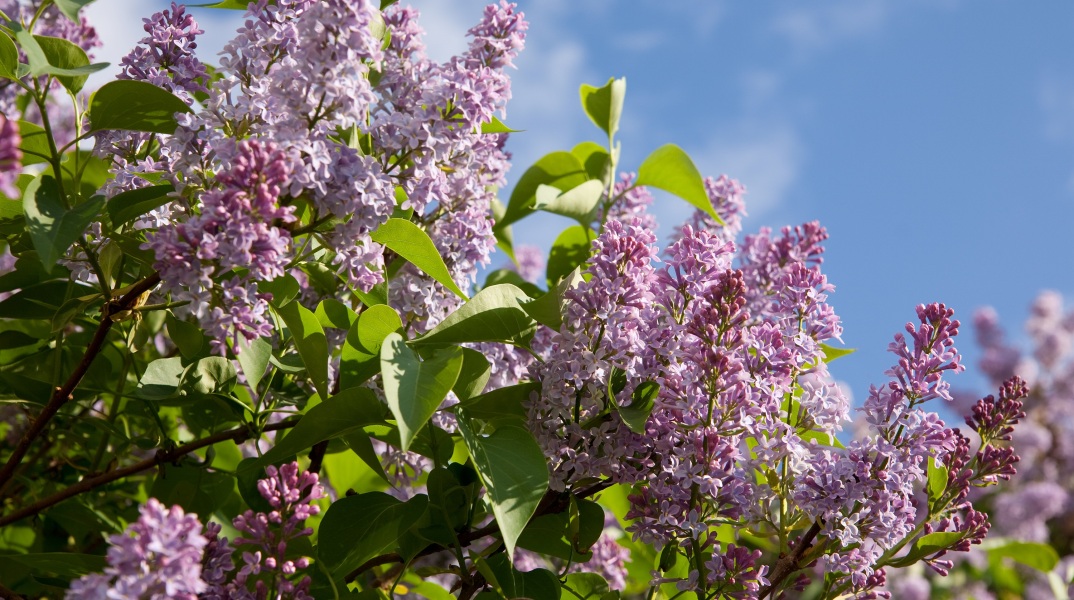 lilac-branch