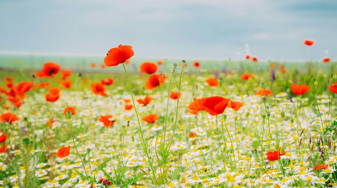 Εορτολόγιο: Σήμερα 2 Απριλίου 2025 γιορτάζει…