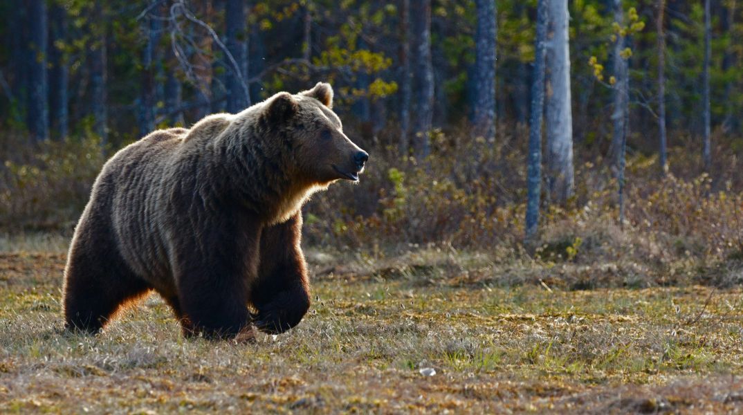 Σλοβακία: 350 αρκούδες θα θανατωθούν μετά την τελευταία επίθεση με θύμα έναν 59χρονο