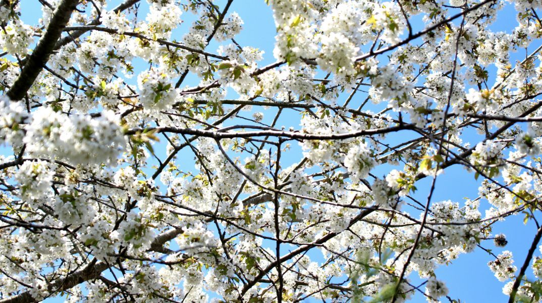 Εορτολόγιο: Σήμερα 4 Απριλίου 2025 γιορτάζει...