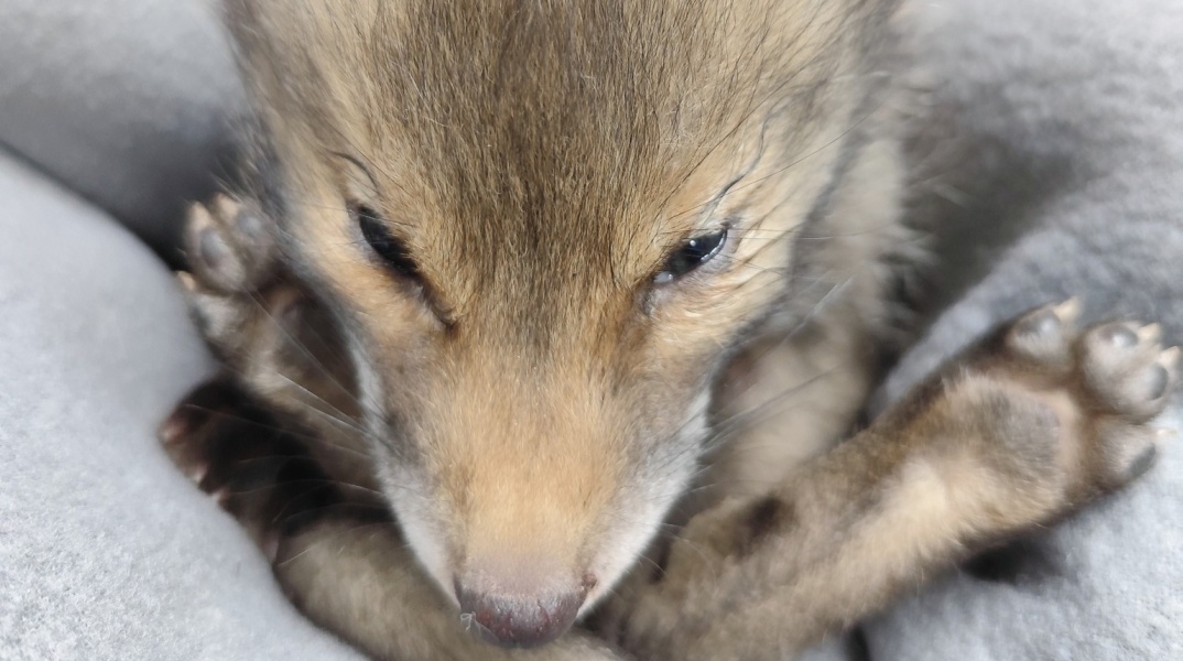 Κυψέλη: Σε κρίσιμη κατάσταση αλεπουδάκι που έπεσε από βράχο στην Αλεπότρυπα