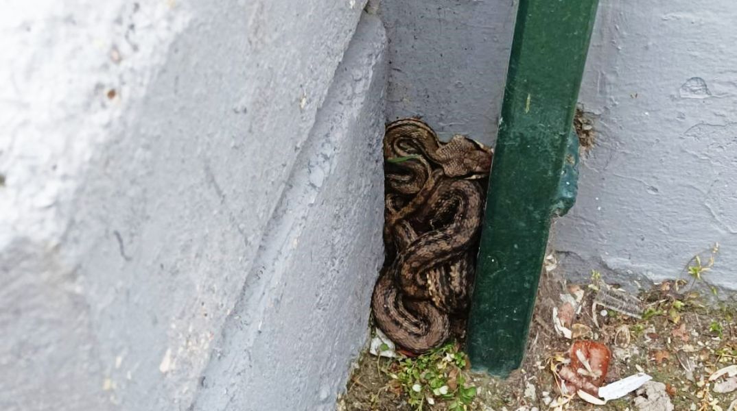 Πατήσια: Λαφιάτης βρέθηκε σε προαύλιο σχολείου - Είναι το μεγαλύτερο φίδι που συναντάται στην Ελλάδα