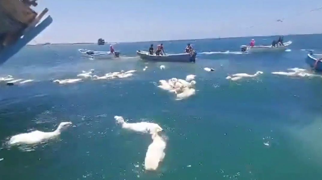 Ψαράδες έσωσαν πρόβατα που έπεσαν στη θάλασσα από πλοίο που ναυάγησε στην Υεμένη - Δείτε το βίντεο