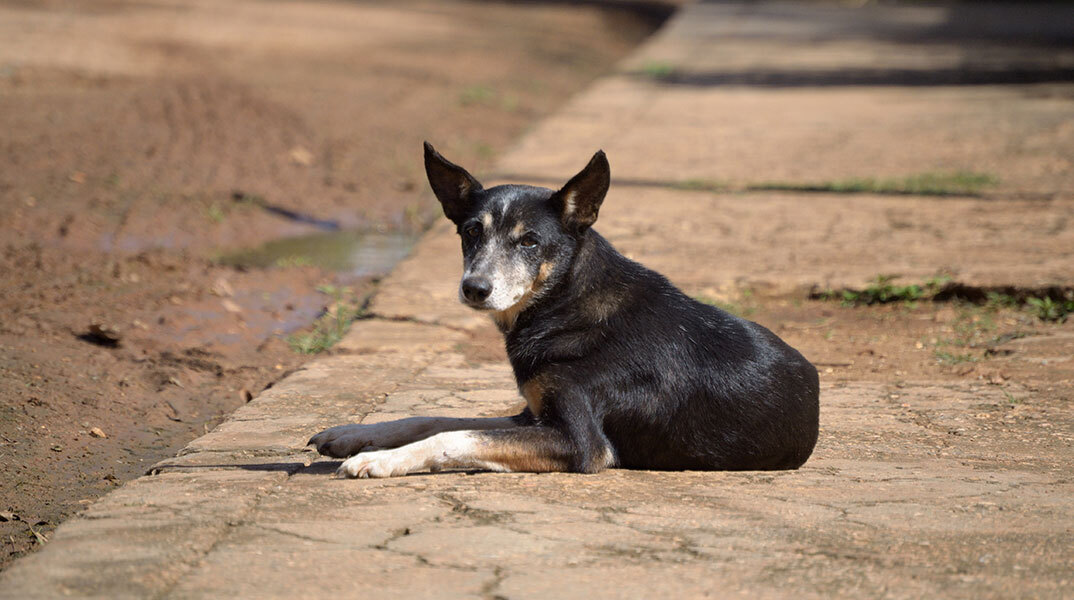 Αδέσποτα στη Ρωσία: Το νομοσχέδιο για μαζική ευθανασία εκκρεμεί ενώ οι φιλόζωοι βγήκαν στους δρόμους