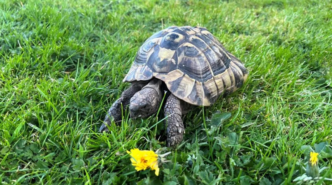 Βρετανία: Η χελώνα Λεονάρντο βρέθηκε σώα εννέα μήνες μετά την εξαφάνισή της, ένα μίλι μακριά από το σπίτι της, έχοντας διανύσει 6 μέτρα τη μέρα.