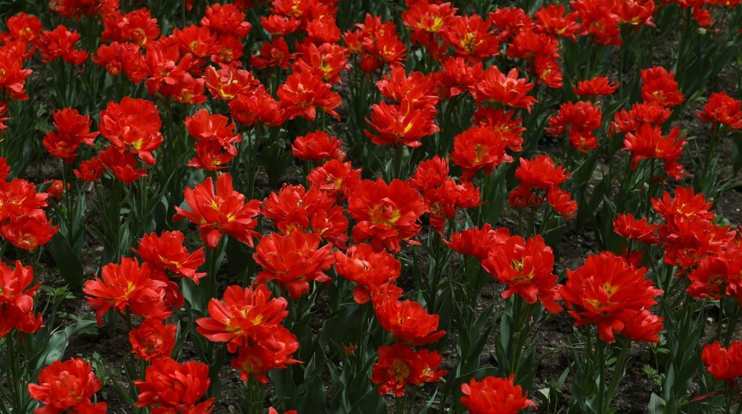 Εορτολόγιο: Σήμερα 1η Μαΐου 2025 γιορτάζει…