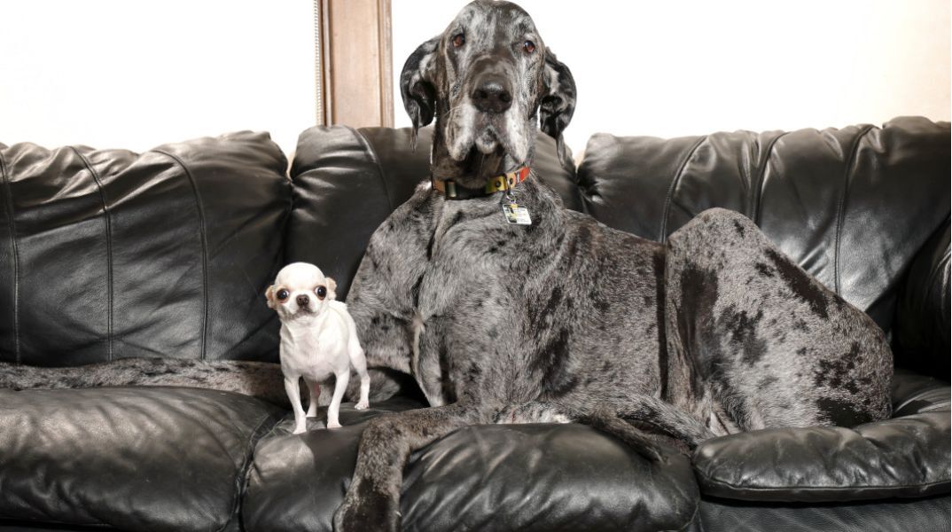 Ο μικρότερος και ο μεγαλύτερος σκύλος του κόσμου συναντήθηκαν -Το πιο άνισο ραντεβού στα τυφλά έγινε viral
