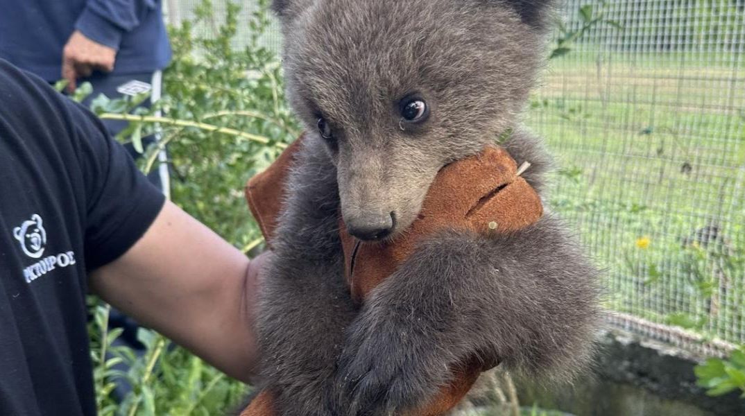 H Μάρθα, το ορφανό αρκουδάκι, μεγάλωσε εντυπωσιακά και επιστρέφει εκεί όπου ανήκει - στη φύση