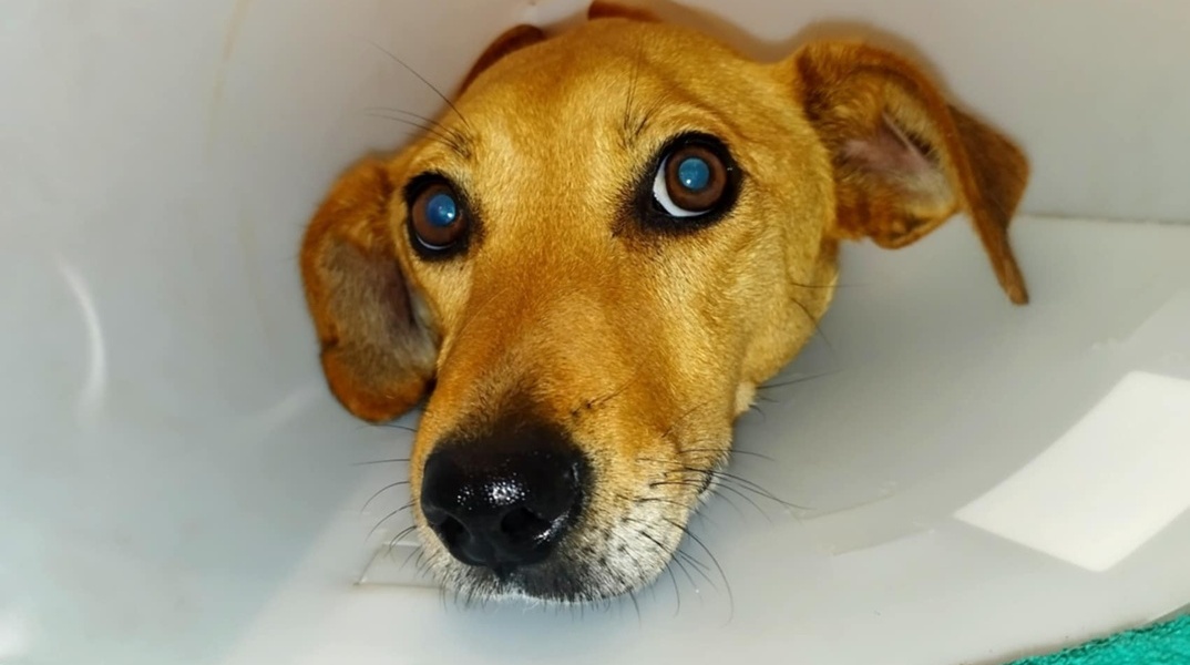 Άγρια κακοποίηση σκύλου στην Κρήτη: Άγνωστος το ξυλοκόπησε και το πυροβόλησε