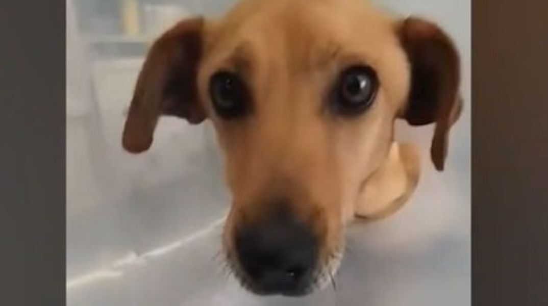 Κρήτη: Οργή για τα απάνθρωπα βασανιστήρια σε σκυλίτσα - Βρέθηκε με σκάγια και θρυμματισμένα τα οστά των ποδιών της