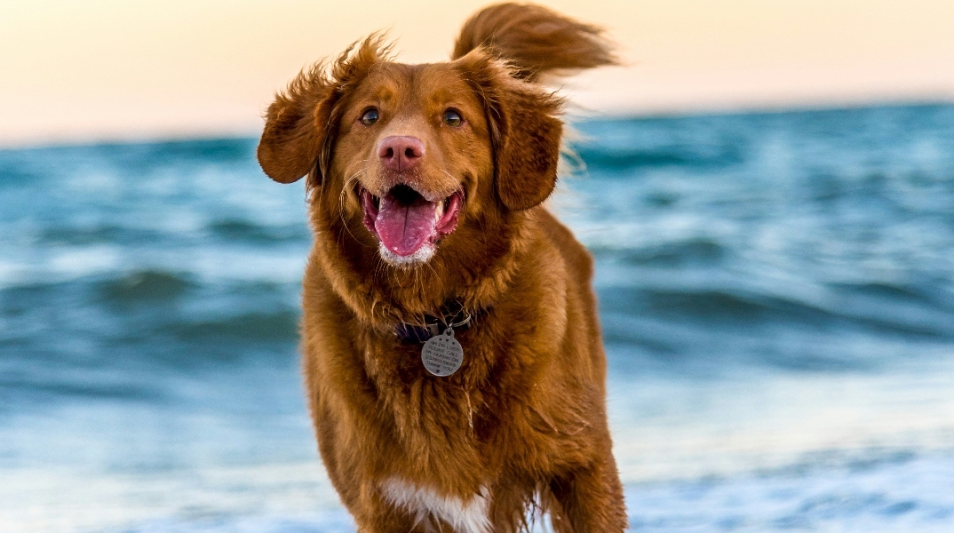 Οι σκύλοι επικοινωνούν μαζί μας με ολοκληρωμένες προτάσεις 