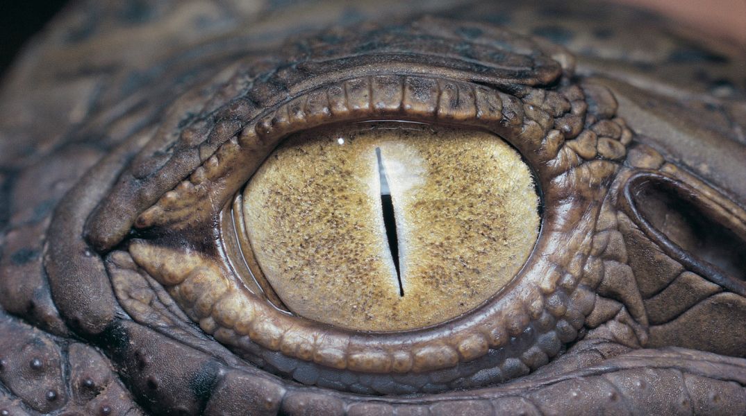 Αλιγάτορας σκότωσε 61χρονη στη Φλόριντα αναποδογυρίζοντας το κανό της - Τραγωδία σε περιοχή με αυξημένες επαφές ανθρώπων-άγριας ζωής