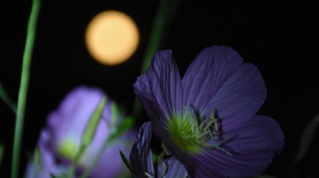 Η πανσέληνος πίσω από λουλούδια