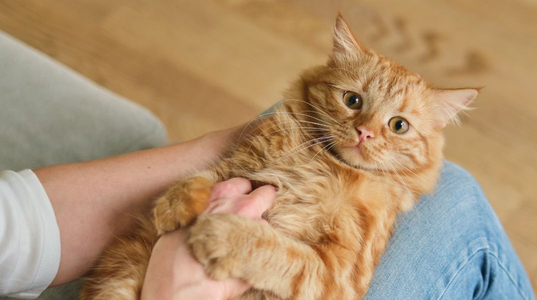 Επιστήμονες από Ιαπωνία και ΗΠΑ ανακάλυψαν ότι το γονίδιο ARHGAP36 ευθύνεται για το πορτοκαλί τρίχωμα στις γάτες, κυρίως στα αρσενικά.