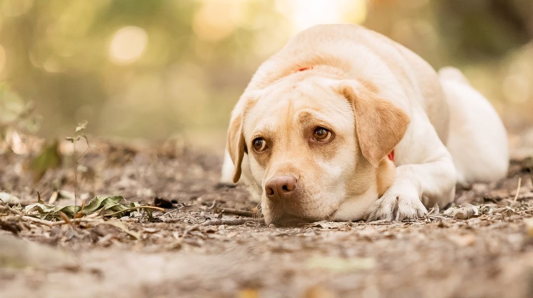 Κρήτη: Συλλήψεις για παραβάσεις σχετικές με την ευζωία ζώων συντροφιάς σε Ρέθυμνο και Λασίθι - Η ανακοίνωση της ελληνικής αστυνομίας