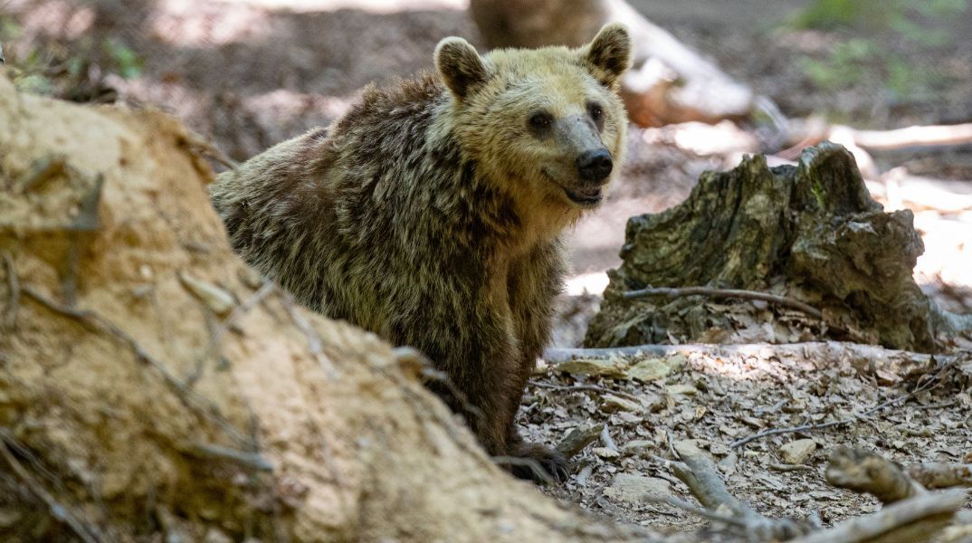 Νεκρή εντοπίστηκε αρκούδα στην Καστοριά - Σύμφωνα με την οργάνωση «Καλλιστώ», το ζώο είχε εμφανές τραύμα από πυροβόλο όπλο