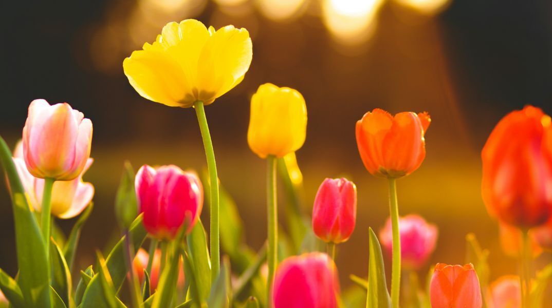 Εορτολόγιο: Σήμερα 20 Μαΐου 2025 γιορτάζει…