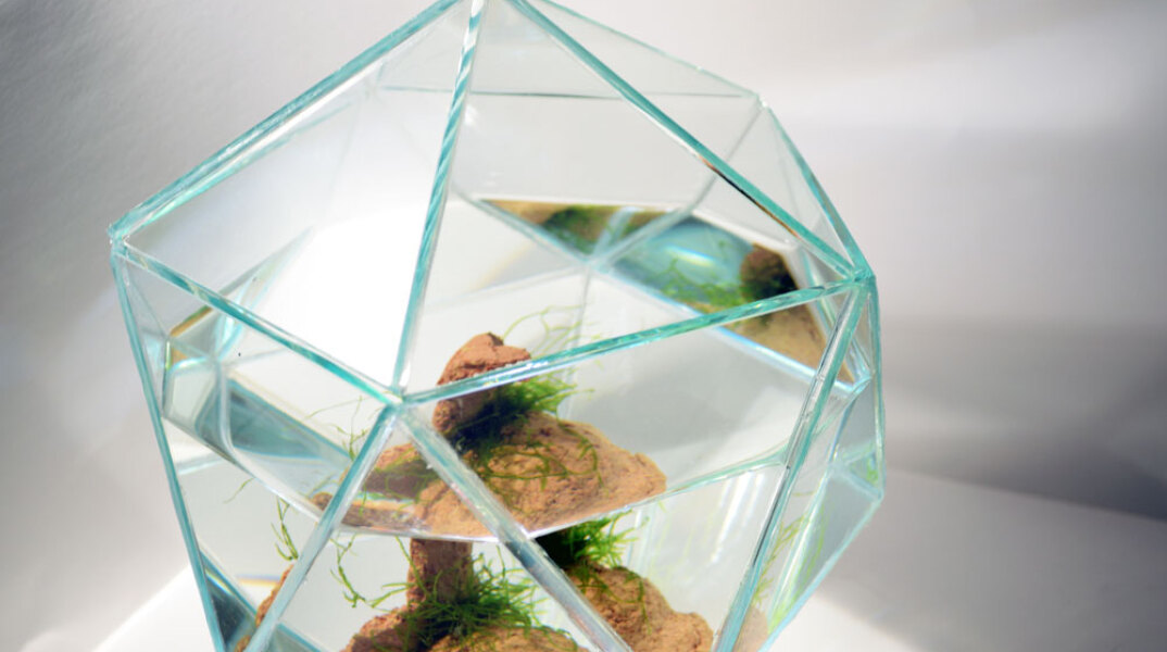 Δανάη Κωτσάκη, Micropolis, 2025, amphibian plants, ceramics, water, mixed media, variable dimensions