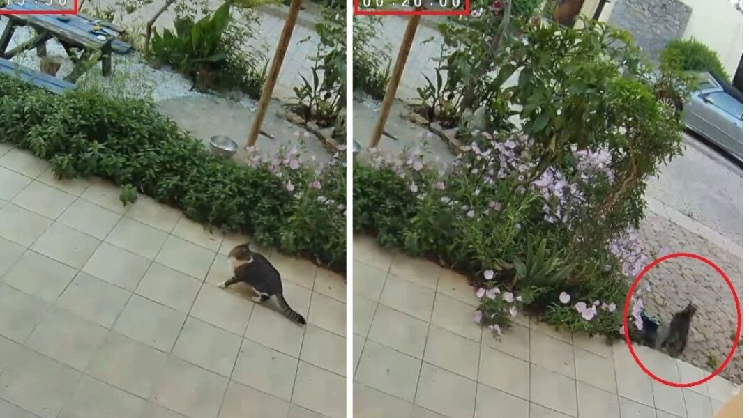 Γάτα καταλαβαίνει τον μεγάλο σεισμό στην Κρήτη δευτερόλεπτα πριν γίνει - Η viral αντίδρασή της