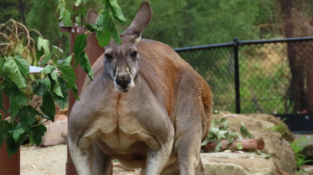 Πανικόβλητο καγκουρό προσπάθησε να πνίξει έναν άνδρα - «Ήταν σαν αγώνας πυγμαχίας»