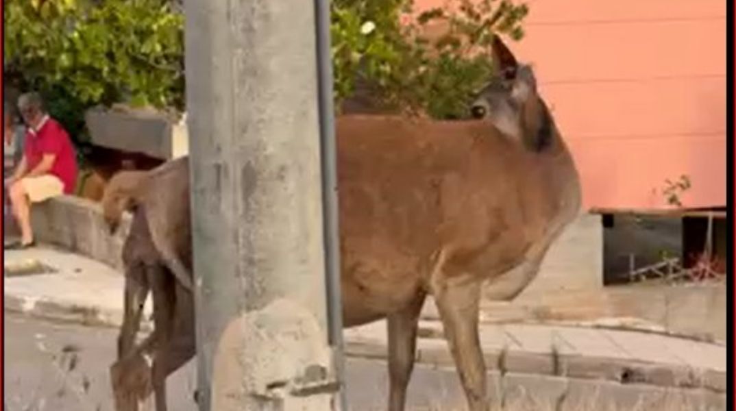 To ελάφι περιπλανιόταν για ώρες στη Φυλή